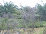 33718RIMG0336.JPG