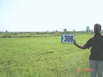130970306c-irrigated-supplemental-groundwater-tubewell-rice.gif