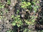10341vp-030-Irrigated (Surface water) cotton-a.jpg