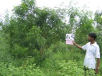 1183165-plantation-young-multipurpose-c.jpg