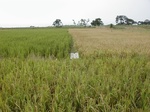 12268GT088_Rice.JPG