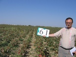 11584061-Irrigated (Surface water) cotton-a.jpg