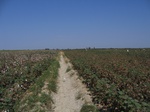 10274055-056-Irrigated (Surface water) cotton-transition.jpg