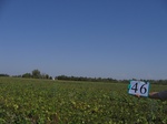11534046-Irrigated (SW) maize-gram-strips-a.jpg