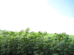 13958IMG_4249.JPG