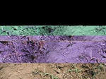 11673vp-070-Irrigated (Surface water) winter wheat-a.jpg