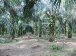 50644CIMG1273.JPG
