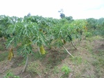 26241RIMG0208.JPG