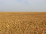 29712CIMG1029.JPG