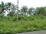 25936P1020355.JPG