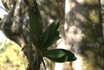 24484Colima 2008-2009 032.jpg