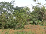 49708CIMG6045.JPG