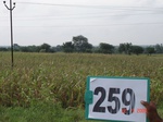 72520259a-rainfed-agriculture-maize-doublecrop.jpg