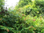 545411052008(19).JPG