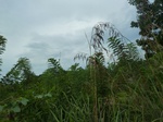 54997Berau (297).JPG
