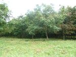 20396P1020253.JPG