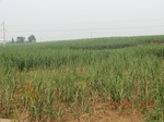 32873CIMG2007.JPG