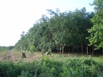 34553RIMG0018.JPG