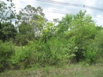 33536IMG_5798.JPG