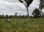 12125GT126_Soybean.JPG