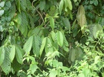 48482CIMG4819.JPG