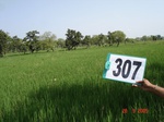130990307b-irrigated-supplemental-groundwater-rice.gif