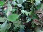 45596CIMG2681.JPG