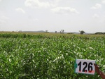 61040126a-irrigated-supplemental-groundwater-sunflower-doublecrop.jpg