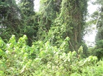 47493CIMG3830.JPG