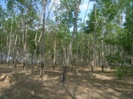 54293R0012738.JPG