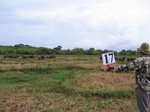 1173617-cropland-rice-irrigateed-sup-iucna.jpg