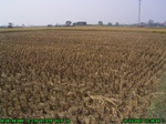 43342007.10.23.st3.JPG