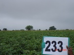 128330233c-rainfed-agriculture-mixed-crop-cotton-dominant-sorghum-maize.gif