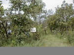 12165GT162_Savannah.JPG