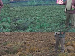 11513037-Irrigated (Surface water) Fallow farm-b.jpg