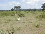 12208GT032_Savannah_fallow.JPG
