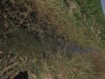 11596IMG_1791.jpg