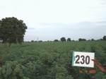 128230230b-rainfed-agriculture-cotton.gif
