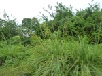 54974Berau (268).JPG