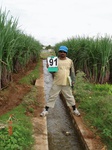 6405091d-irrigated-canal-sugarcane-dominant-turmeric.jpg