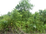 55063Berau (381).JPG