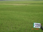 75240339c-irrigated-canal-rice.jpg