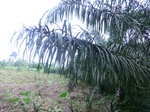 45308CIMG2393.JPG