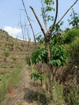 53250CIMG6489.JPG