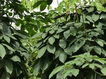 50563CIMG1192.JPG