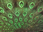 16518IMG_5304.JPG
