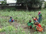 125640152d-irrigated-supplemental-groundwater-millet-dominant-sugarcane.gif