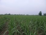 28245RIMG0245.JPG