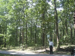 7710gt011b-forests-Y&M-teak.jpg