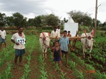 124690127d-irrigated-supplemental-groundwater-maize-dominant-sugarcane-sorghum-banana.gif